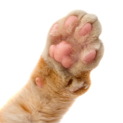 close-up of paw in bottom left corner