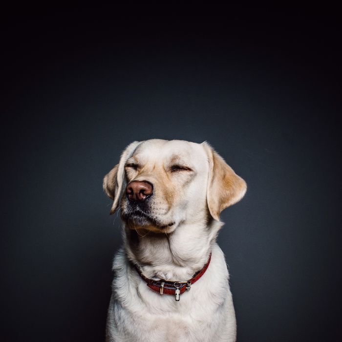 a dog with its eyes closed