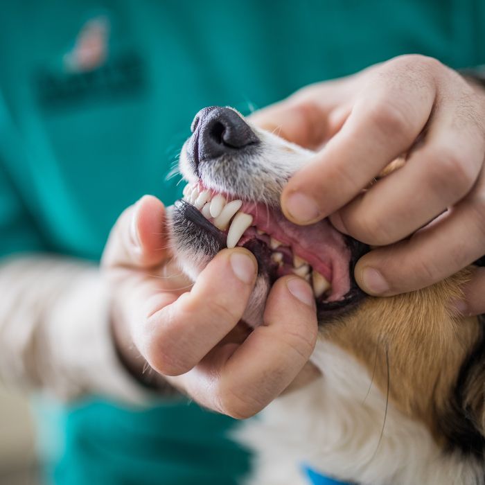 a person holding a dog's teeth
