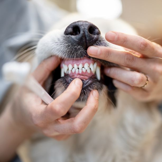 pet showing teeth