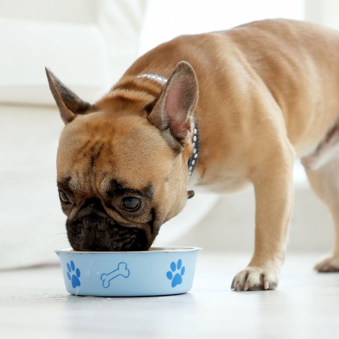 a dog eating from bowl