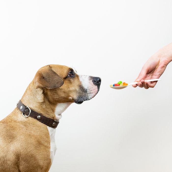 a pet taking medicine