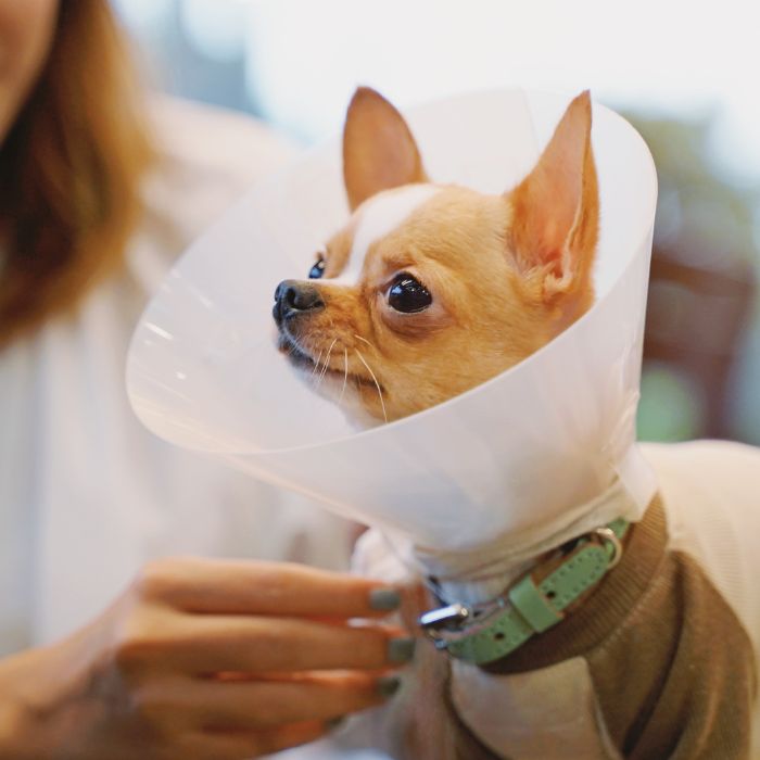 a pet with cone