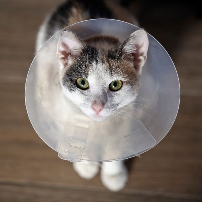 a cat with cone