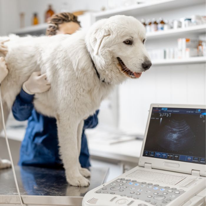 a dog for ultrasound