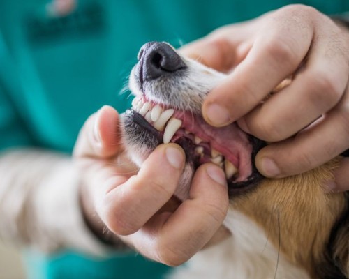a person holding a dog's mouth