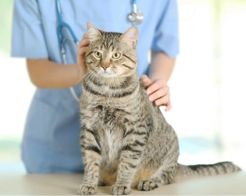 a vet with a cat