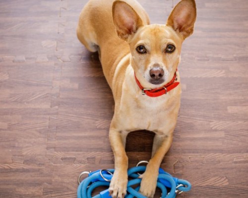 a pet sitting on the wooden floor with it's leash