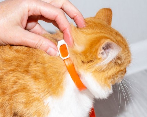 orange and white cat with orange collar