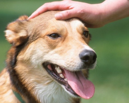 a man petting a dog