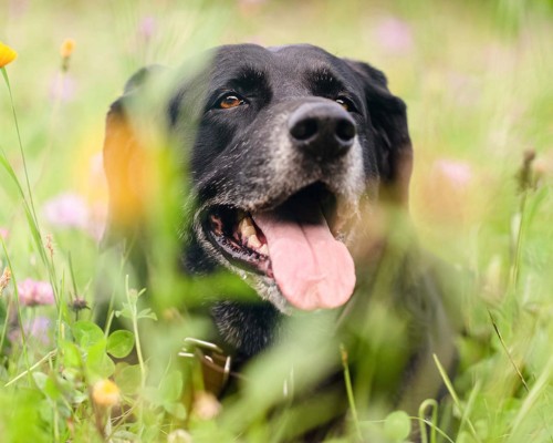 elderly black labrador dog lying down in a field of wild flowers