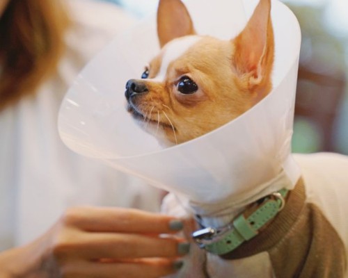 small dog wearing cone