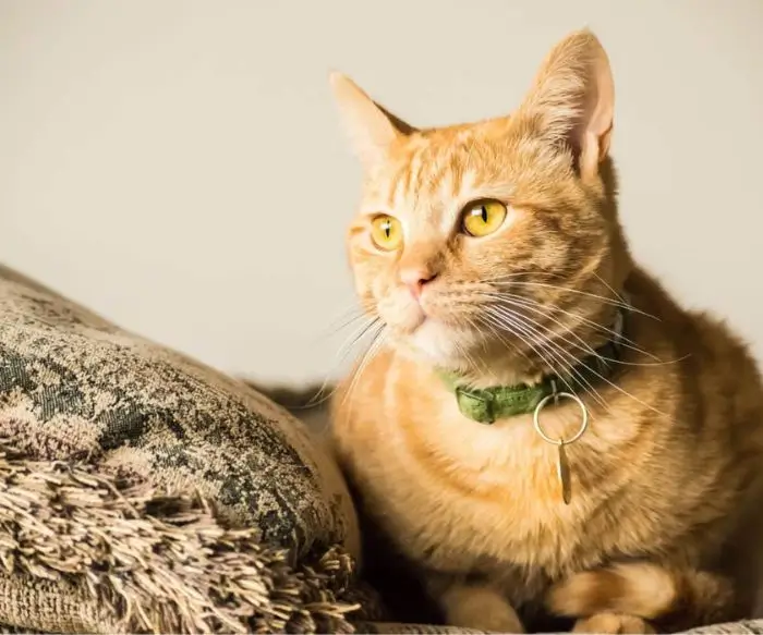Ginger tabby cat relaxing on the edge of a couch